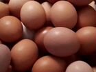 Домашнее куриное яйцо объявление продам