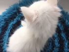 Белоснежный котёнок с гетерохромией объявление продам