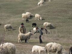 Овцы с ягнятами и бараны на племя и на мясо