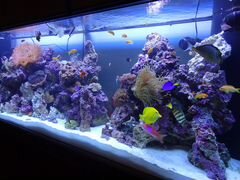 Морской аквариум 2240 литров