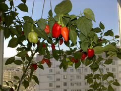 Семена перец Хабанеро красный, Халапеньо