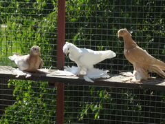 Узбекские бойные голуби