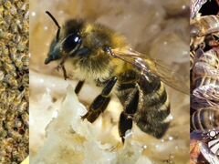 Продам пчёлосемьи