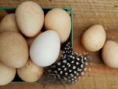 Домашние яйца цесарки