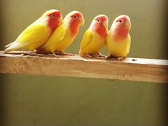 Попугаи неразлучники