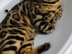 Вязка шикарного кота бенгала, опытный, ласковый