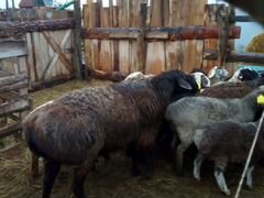 Овцы на развод и мясо,эдильбаи крытые гиссаром