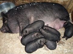 Въетнамские свиньи