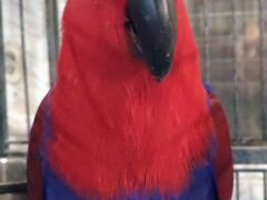 Продается благородный попугай (эклектус )