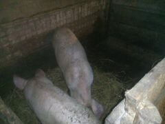 Две свинки подрощенные, 5 месяцев