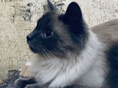 Сиамская Кошка ищет кота для вязки