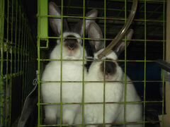 Продам кроликов калифорнийцев