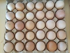 Инкубационные яйца куриц