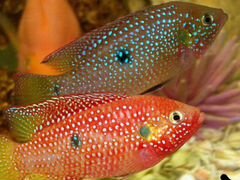 Аквариумные рыбки: цихлиды Хромис-Красавец