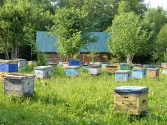 Продам пчел, пчелосемьи (с ульями)