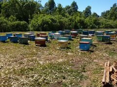 Продам пчелосемьи на высадку