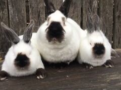 Породистые кролики