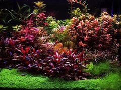Растения мелким оптом, рыбки, аквариумное оборудов