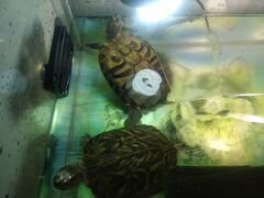 2 черепахи красноухие (девочки) ищут хозяина