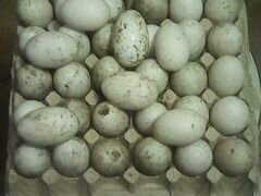 Утиные яйца инкубационный