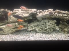 Камни аквариумные песчаник
