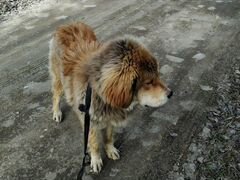Собака тибетский мастиф