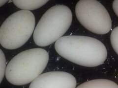 Яйца гусиные, куриные, утиные инкубационное