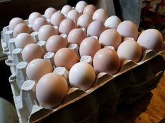 Яйцо для инкубации домашних кур