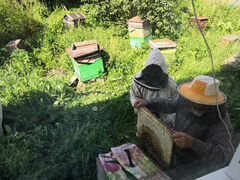 Продам пчелосемьи среднерусской породы