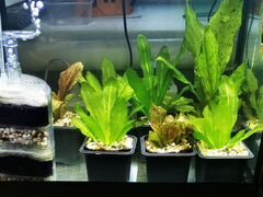 Растения а аквариум