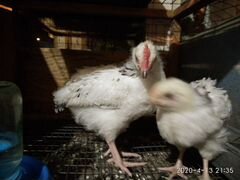 Птицы Суссекс петушок и курочка 1,5 месяца