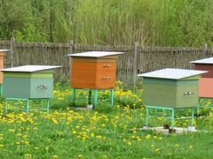 Пчелы, пчелосемьи, ульи
