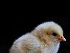 Цыплята-несушки суточные и подрощенные