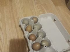 Инкубационное яйцо фазана
