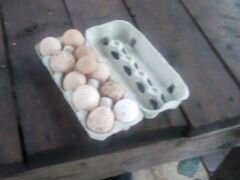 Птица и инкубационные яйца