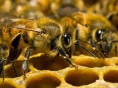 Продаются семьи пчел на высадку