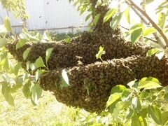 Продам пчёл Карпатка