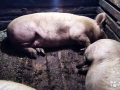 Продам супоросную свиноматку
