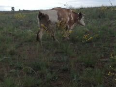 Коровы стельные и бык на племя