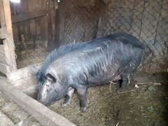 Продам свинью порода Кармал