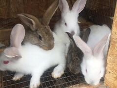 Кролики породы Калифорния, Великан, Ризен.1 месяц