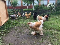 Продаются цыплята