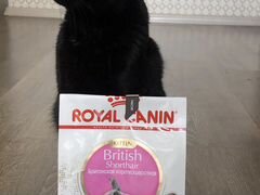 Корм Royal Canin для котят-британцев (до 12 мес)