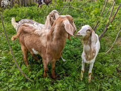 Нубийские козы и козлята