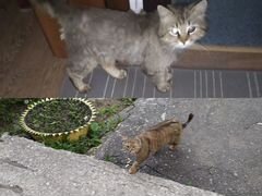 Кот Сибирский и кошка