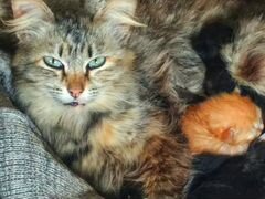 Котята с голубыми глазками (Турецкая ангора)