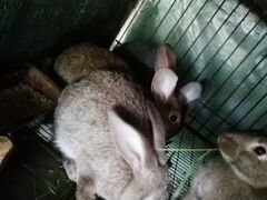 Кролики 4месяца
