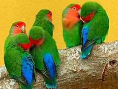 Птицы Попугаи Неразлучники семейство с Вольером