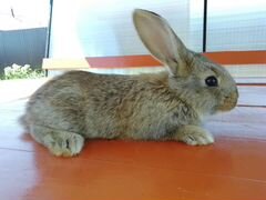 Крольчата порода Фландр, цена за месяц жизни