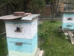 Продам улья с пчелами с медом
